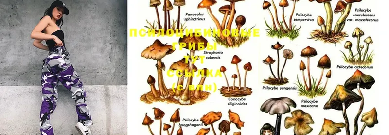 Псилоцибиновые грибы Psilocybine cubensis  купить наркоту  Звенигород 